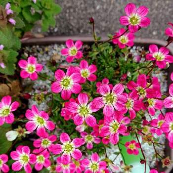 ユキノシタ科ユキノシタ属の投稿画像一覧 Greensnap グリーンスナップ