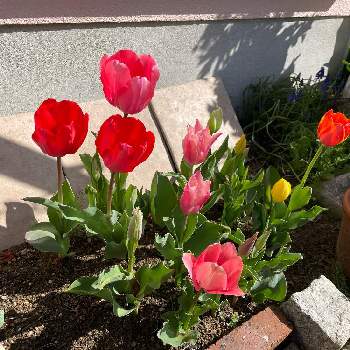 ありがとの画像 by ゆずこ2さん | 広い庭とたくさん楽しもうねとありがとと新型コロナウィルスに負けるなとおうち園芸と花いろいろと医療従事者に感謝してと花のある暮らしとわんこと一緒とかわいいお花