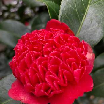 椿の花♪の画像 by きぬさん | お出かけ先と赤い椿の花と卜半椿と椿の花♪と真っ赤な火曜日