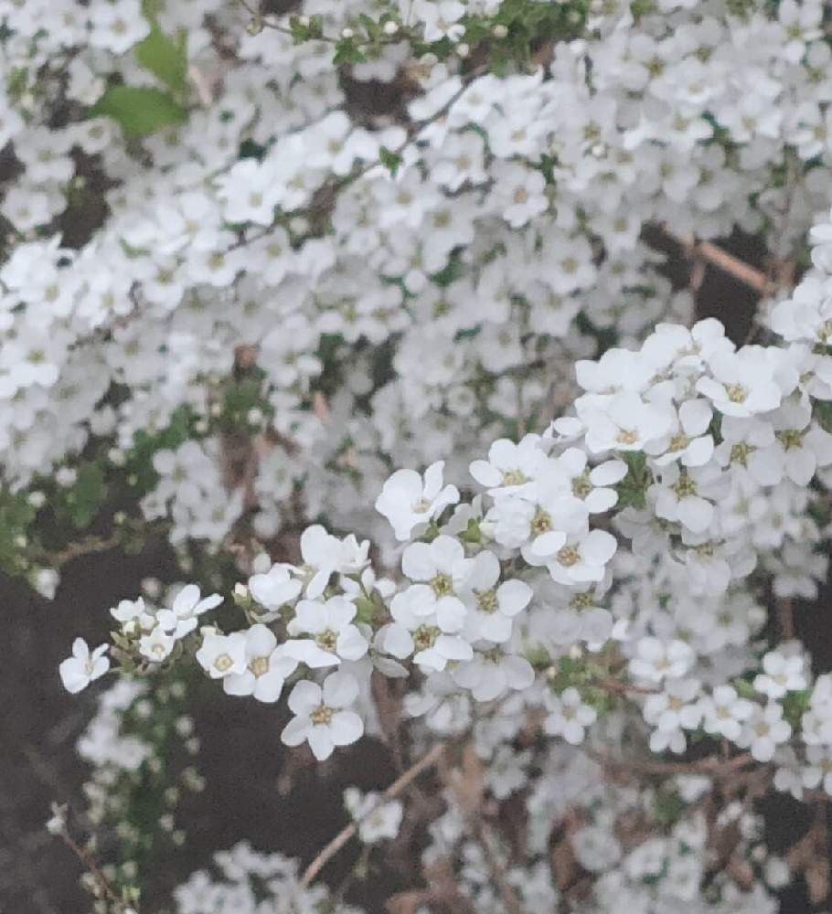 ユキヤナギの投稿画像 By カエキチューリップさん お出かけ先と白い花と春が来たと小さい花と白い花と春が来たと小さい花 22月3月29日 Greensnap グリーンスナップ Greensnap グリーンスナップ