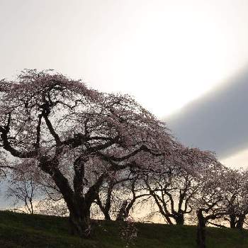 桜のある風景の画像 by みぃちゃんさん | お出かけ先とお写ん歩とチーム岐阜と桜のある風景とミラーレス一眼とさくら