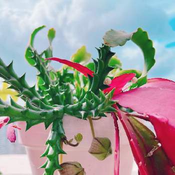 ラムローサの画像 by hiroさん | バルコニー/ベランダとガガ様の花とガガ様とグリーンのある暮らしとラムローサとリプサリス.ラムローサと植中毒とガガ様愛好会とリプサリス属と観葉植物がスキとハワイとチーム海外