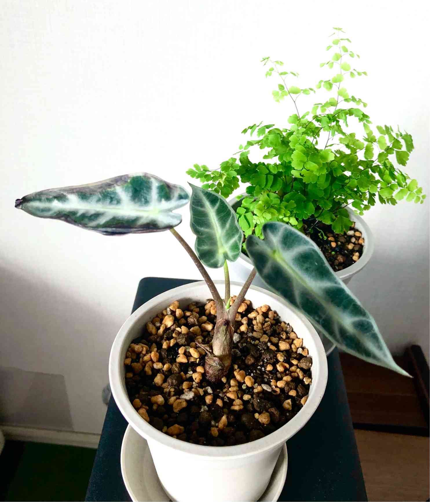 masa　アロカシアまとめ 植物購入品紹介】秋のオーキッド＆ボタニカルフェア2024｜斑入り