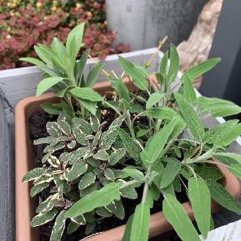 ハーブ代表 ローズマリー Greensnap グリーンスナップ