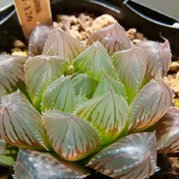 透明な窓の投稿画像一覧 Greensnap グリーンスナップ 透明な窓の投稿画像一覧 Greensnap グリーンスナップ