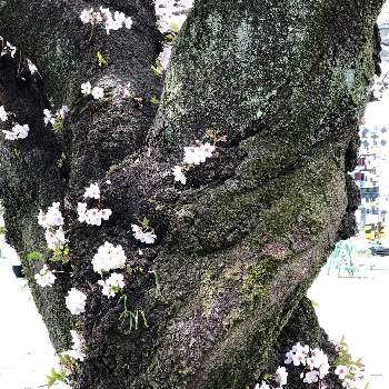 桜並木の道の画像 by ランさん | 桜並木の道と桜フォトコン2022