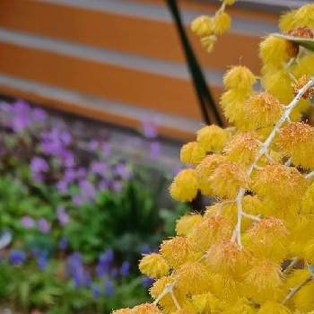 パールアカシアの画像 by mimozaさん | 小さな庭とパールアカシアとミモザ