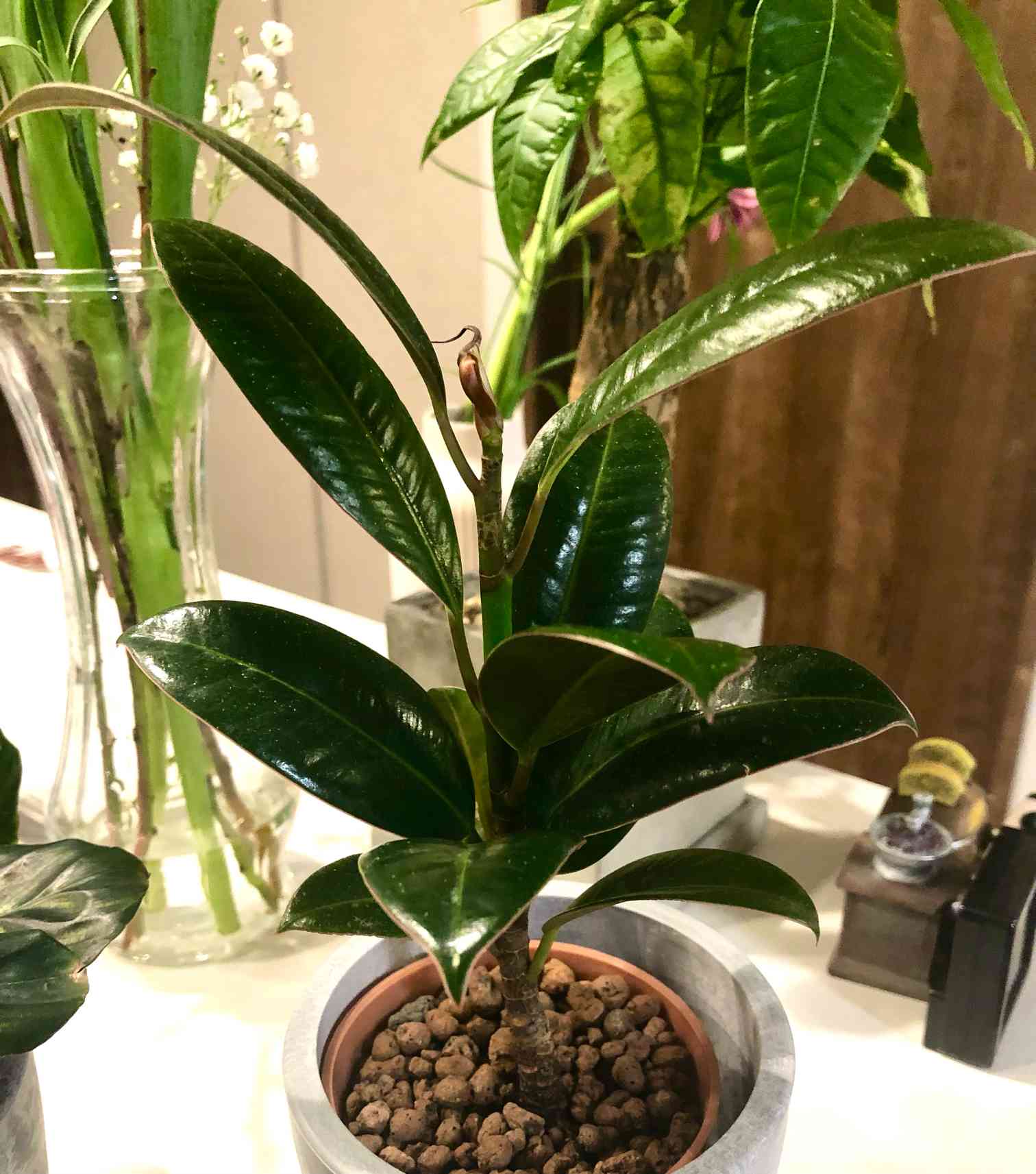 インドゴムの木(フィカスエラスティカ)の成長🌿｜🍀GreenSnap