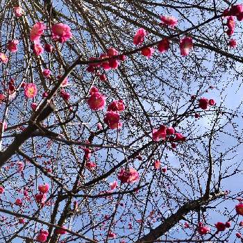 紅梅の花の画像 by みちさん | お出かけ先と春の訪れを知らせる花と花と暮らすと春のお彼岸と紅梅の花とピンクの花♡