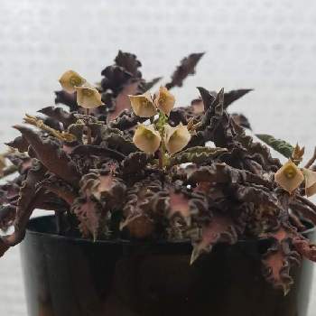 ユーフォルビア デカリーの投稿画像一覧 Greensnap グリーンスナップ