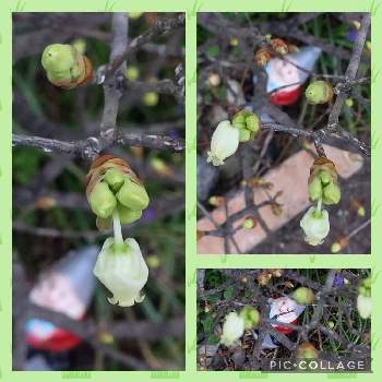 ドウダンツツジの花の画像 by のあぽん♀さん | 小さな庭とドウダンツツジの花