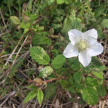 キイチゴの花の投稿画像一覧 Greensnap グリーンスナップ