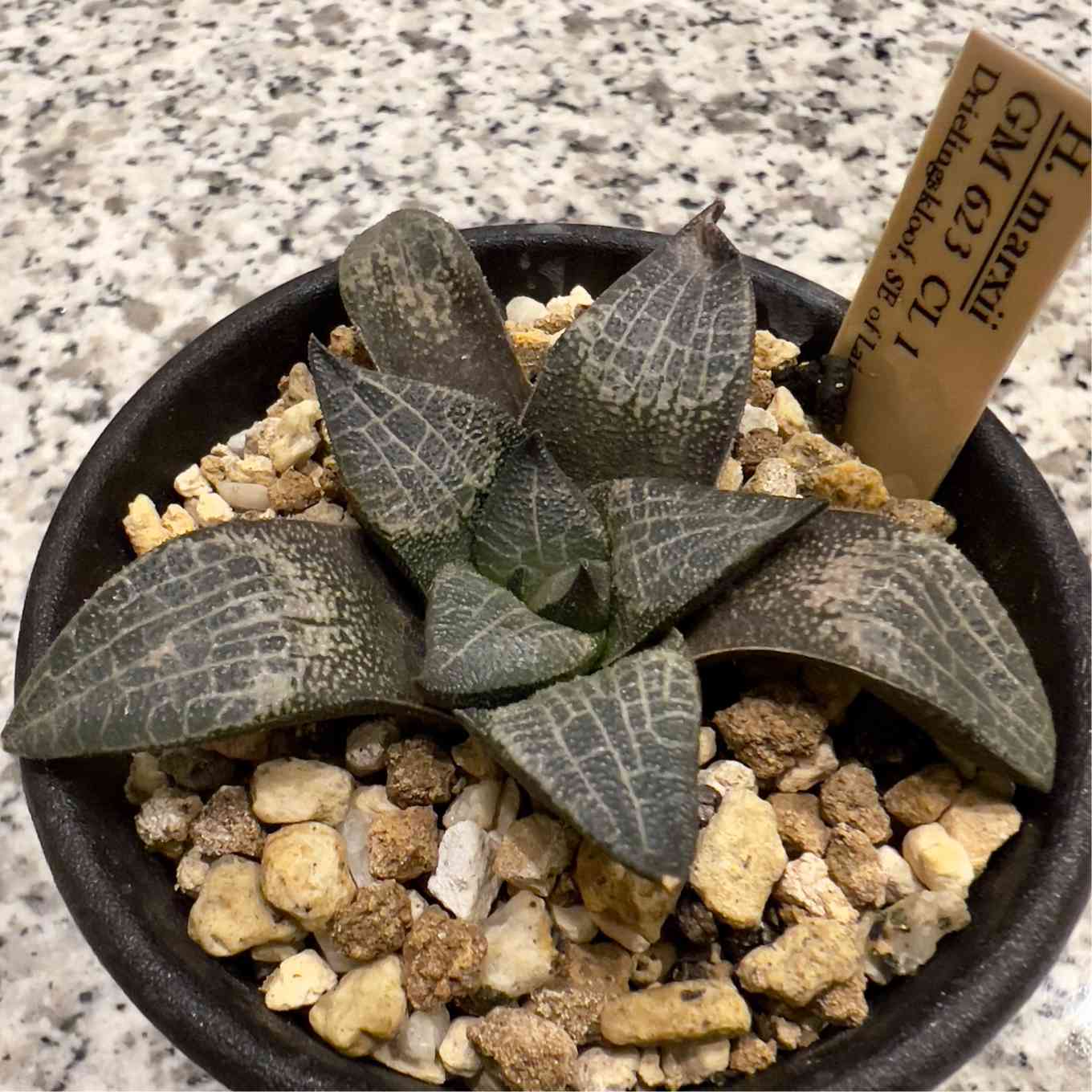 【期間限定】【原種】 ハオルチア H. mcmurtryi GM272 多肉植物 期間限定】【原種】 ハオルチア H. mcmurtryi GM272 多肉植物