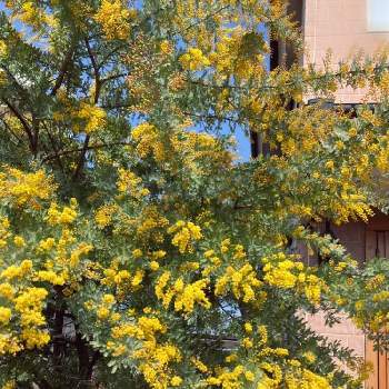  銀葉アカシアの画像 by けろけろさん | 小さな庭とギンヨウアカシアとミモザ（ギンヨウアカシア）と ミモザと 銀葉アカシアときいろと我が家のシンボルツリーと黄色とイエローハッピーとギンヨウアカシア✩