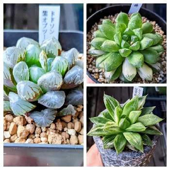 ハオルチア 錦の投稿画像一覧 Greensnap グリーンスナップ