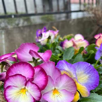 虹色スミレ♡の画像 by きよちゃん*:ஐさん | 小さな庭とビオラ・パンジーと虹色スミレ♡と植物に癒されて✿︎とおうち園芸とお花のある暮らしと癒しの場所✿︎