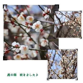 梅の花の画像 by noriさん | 広い庭と梅の花と春のお花とお花大好き♡とずくだせ信州とほっこり♡とマイガーデンと春の庭とはなのある暮らしとチーム長野と花のある暮らし
