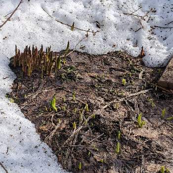 小春日和の画像 by はな♥さん | 小さな庭とチューリップと小春日和と積もった雪がとけました。とおうち園芸と北海道とまだ雪の下にあります。