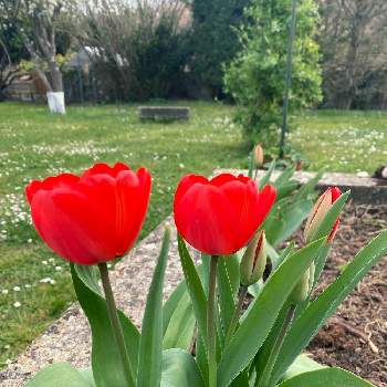 春が待ち遠しいの画像 by Jardin de Emmy❤︎さん | 広い庭とチューリップと花壇と自生と春が待ち遠しいと平和を願う☆