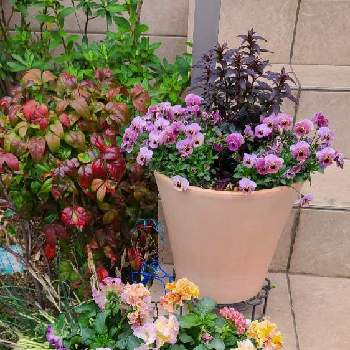 ローブ ドゥ アントワネットの画像 by Nooさん | 玄関とローブ ドゥ アントワネットとビオラ・パンジーと手作りガーデンピックと寄せ植えと鉢植えと花のある暮らし