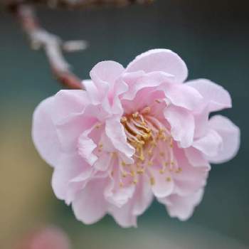 梅の花の画像 by sankamiさん | 小さな庭と梅の花と庭の植物と春のお花と庭木の花とおうち園芸とミラーレス一眼