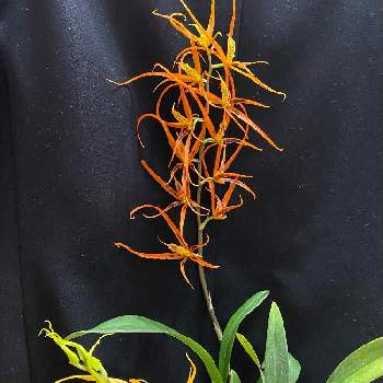 ミニ洋蘭の画像 by shinoさん | ブラッシア オレンジデライト スターベックオレンジと開花と満開とミニ洋蘭とうれしい！と洋らん大好き✨とブラッシア属