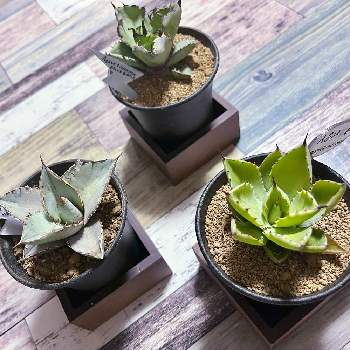 転倒防止の投稿画像一覧 Greensnap グリーンスナップ 転倒防止の投稿画像一覧 Greensnap グリーンスナップ