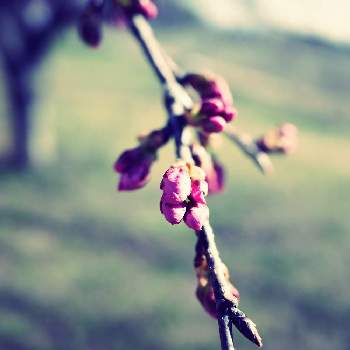 カンザクラの画像 by apricot53さん | お出かけ先とカンザクラと桜フォトコン2022とさくら 桜 サクラとおでかけ先と花のある暮らしとお散歩