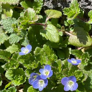 瑠璃唐草の投稿画像一覧 Greensnap グリーンスナップ