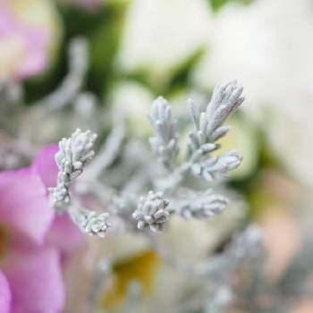 バラ咲きジュリアンの画像 by サチコさん | 小さな庭とバラ咲きジュリアンとプラチーナと植物のある暮らしと寄せ植えとマイガーデンときれいとおうち園芸とガーデニングと花のある暮らしとかわいいとお花好きとシルバーリーフ
