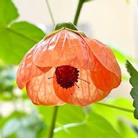 アブチロンの育て方 植え付けや植え替えの時期は Greensnap グリーンスナップ アブチロンの育て方 植え付けや植え替えの時期は Greensnap グリーンスナップ