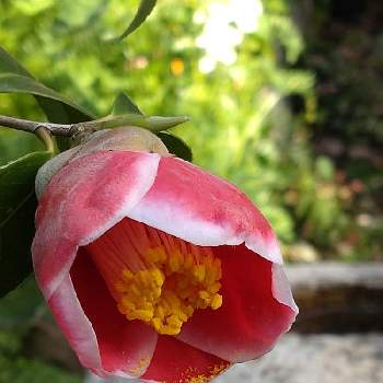 玉の浦の画像 by andanteさん | 小さな庭とツバキと玉の浦と花のある暮らしとお花を楽しむとおうち園芸