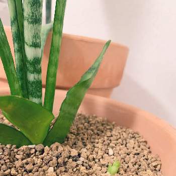 サンセベリア ムーンシャインの投稿画像一覧 Greensnap グリーンスナップ