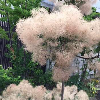 ハグマノキ属の投稿画像一覧 Greensnap グリーンスナップ