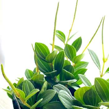 ペペロミア フェアリーの投稿画像一覧 Greensnap グリーンスナップ