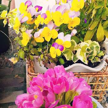 バラ咲きプリムラジュリアンの画像 by みぃやんさん | 小さな庭と社会生活を守ってくださっている皆さまに感謝とビオラ・パンジーと医療関係者に感謝と戦争反対とバラ咲きプリムラジュリアン