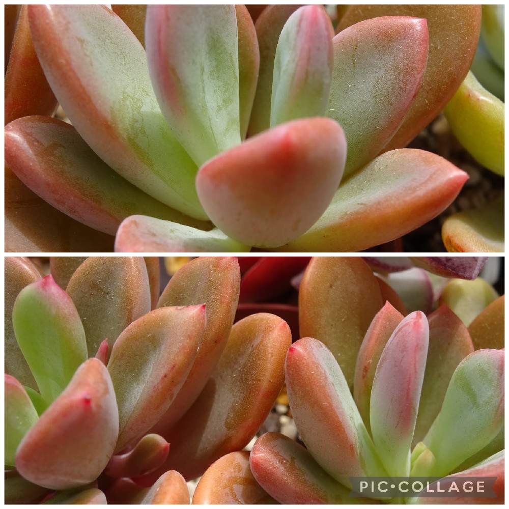 レズリーの投稿画像 By 向日葵すみれさん 多肉植物とエケベリア属と成長記録とバルコニー ベランダと多肉植物とエケベリア属と成長記録 22月3月30日 Greensnap グリーンスナップ Greensnap グリーンスナップ レズリーの投稿画像 By 向日葵すみれさん 多肉植物とエケベリア属と成長記録とバルコニー ベランダと多肉植物とエケベリア属と成長記録 22月3月30日 Greensnap グリーンスナップ Greensnap グリーンスナップ