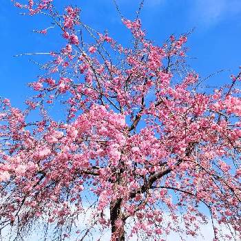 東京荒川区の画像 by shiba47さん | お出かけ先と枝垂れ桜と尾久の原公園と東京荒川区