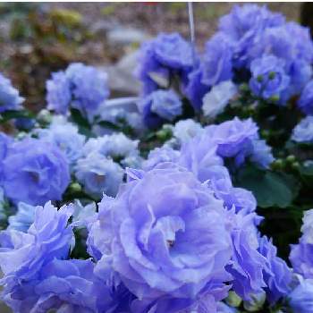 青い冬の花2022の画像 by かすみそうさん | 玄関とカンパニュラ・ブルーワンダーと花のあるくらしとチーム・ブルーNo.120と(祝)チーム・ブルー2周年と㊗️mimozaさん1700picとおうち園芸と花に魅せられてと可愛い〜♡と青い冬の花2022と乙女色クラブとリフレッシュ♡と青い花マニアとチーム・ブルーといやし♪