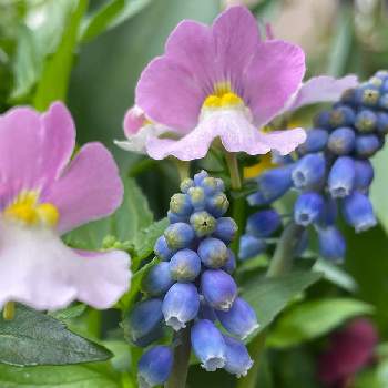 ブルーのお花♡の画像 by ユーリさん | バルコニー/ベランダとムスカリとG,Sの皆さんに感謝と植物のある暮らしと植物が好き♡と花に惹かれて癒されると花に癒される日々とブルーのお花♡