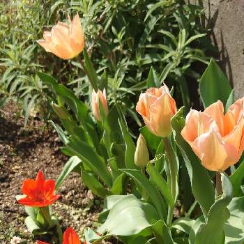 暑いの画像 by ひまりょうママさん | 小さな庭とチューリップと暑いと花パトロールと最高の天気☀とはるが来た！と花のある暮らし