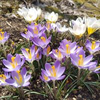 クロッカス,青い花マニア,チーム・ブルー,チーム・ブルーNo.093,青い春の花マニアの画像