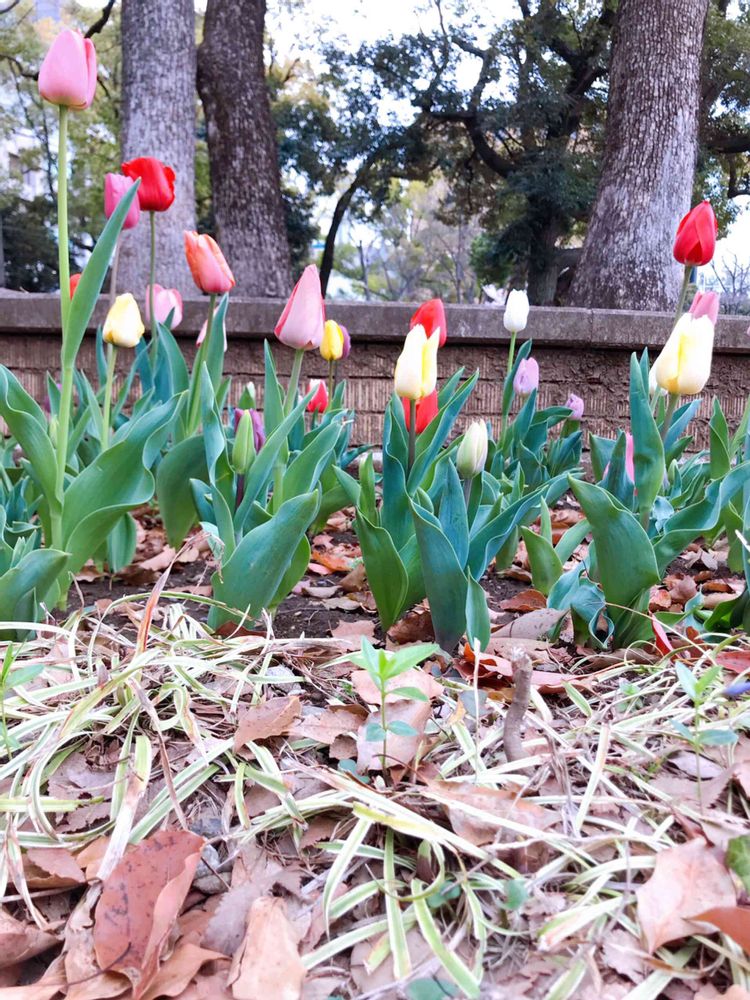 白花葉さんの横浜公園への投稿