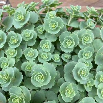 お花摘みの投稿画像一覧 Greensnap グリーンスナップ