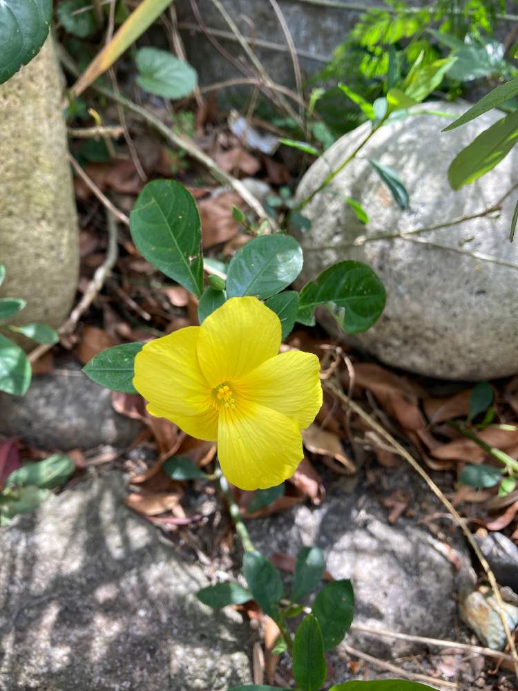 雲南月光花の投稿画像 By ネルソンさん 22月3月30日 Greensnap グリーンスナップ Greensnap グリーンスナップ