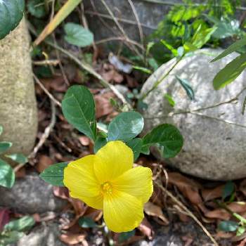 雲南月光花の投稿画像一覧 Greensnap グリーンスナップ