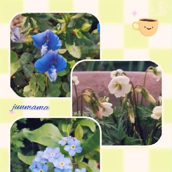 寄植えの一部の画像 by junmamaさん | わすれなぐさとブルークローバーと肥後すみれと春のお花と小さなお花と寄植えの一部とブルーのお花とうら庭とうららかな昼下がりと白いお花と鉢植え