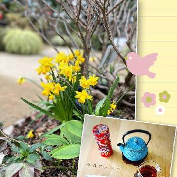 おやつの画像 by nanana-3さん | 部屋とミニスイセン ティタ ティタとおやつと春の茶会と温室の花と木の葉の形と喜び