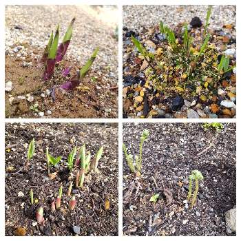 フウチソウの投稿画像一覧 Greensnap グリーンスナップ