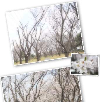 季節限定の画像 by サチコさん | お出かけ先とさくら サクラ 桜と狭山市とお花見と智光山公園とほぼ満開と埼玉県とかわいいとお花とお花好きとさくらと季節限定と桜フォトコン2022